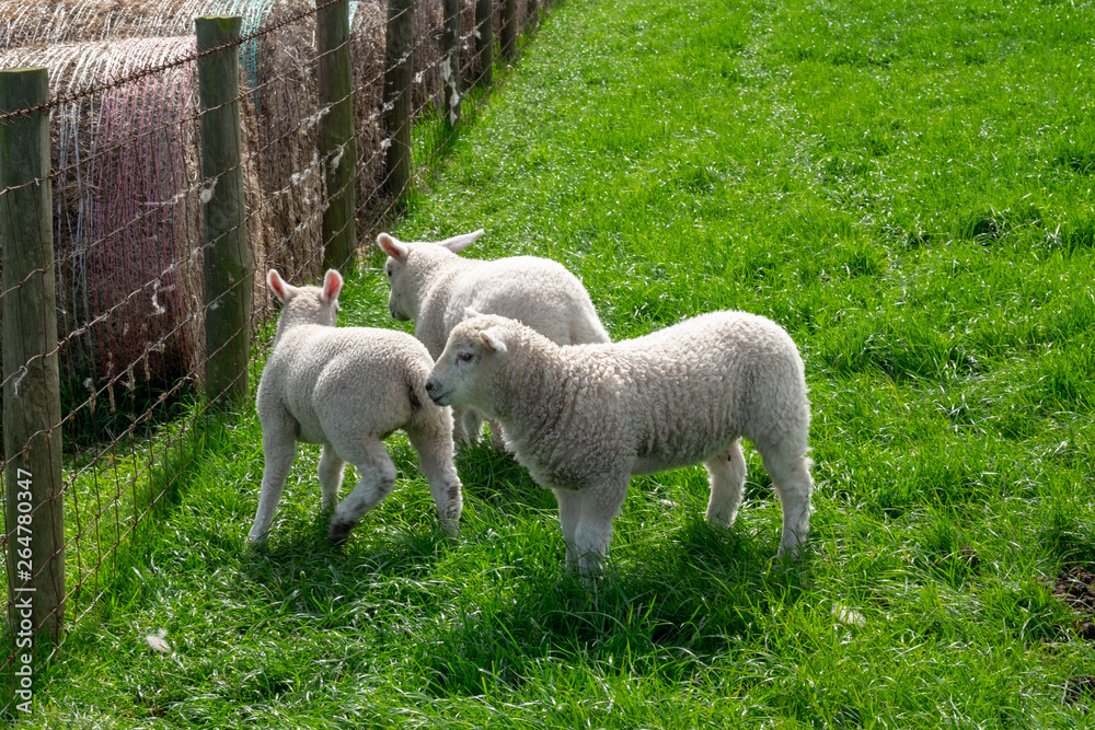 Obraz premium sheep in field