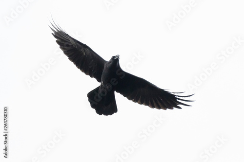 Common raven (Corvus corax), Germany, Europe