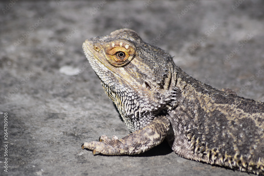 Obraz premium Bartagame