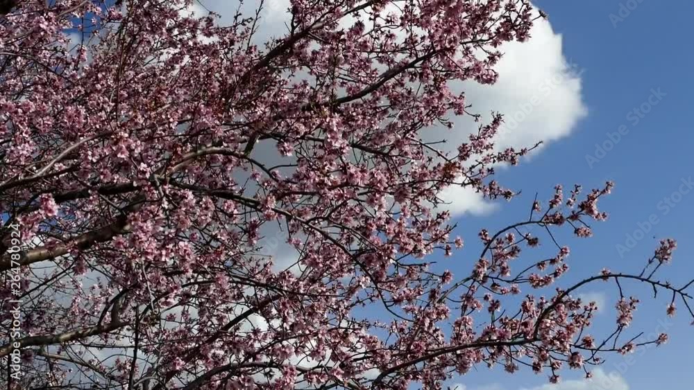 flowering almond tree close-up, flowering fruit trees and flying butterflies, flowering almond tree close-up, flowering fruit trees and flying butterflies,