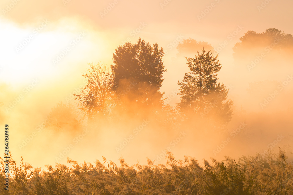Trees in morning mist at sunrise, Darsser Ort, Fischland-Darss-Zingst, Mecklenburg-Western Pomerania, Germany, Europe