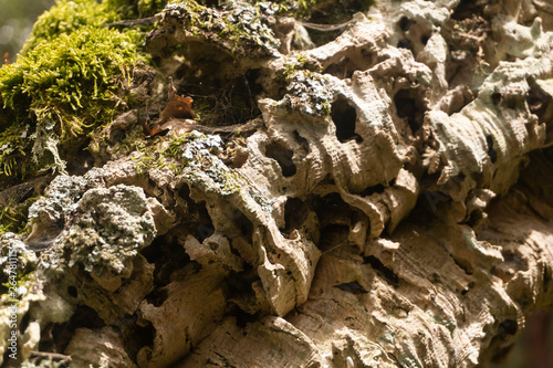bark of a cork oak covered with green moss; closeup shot