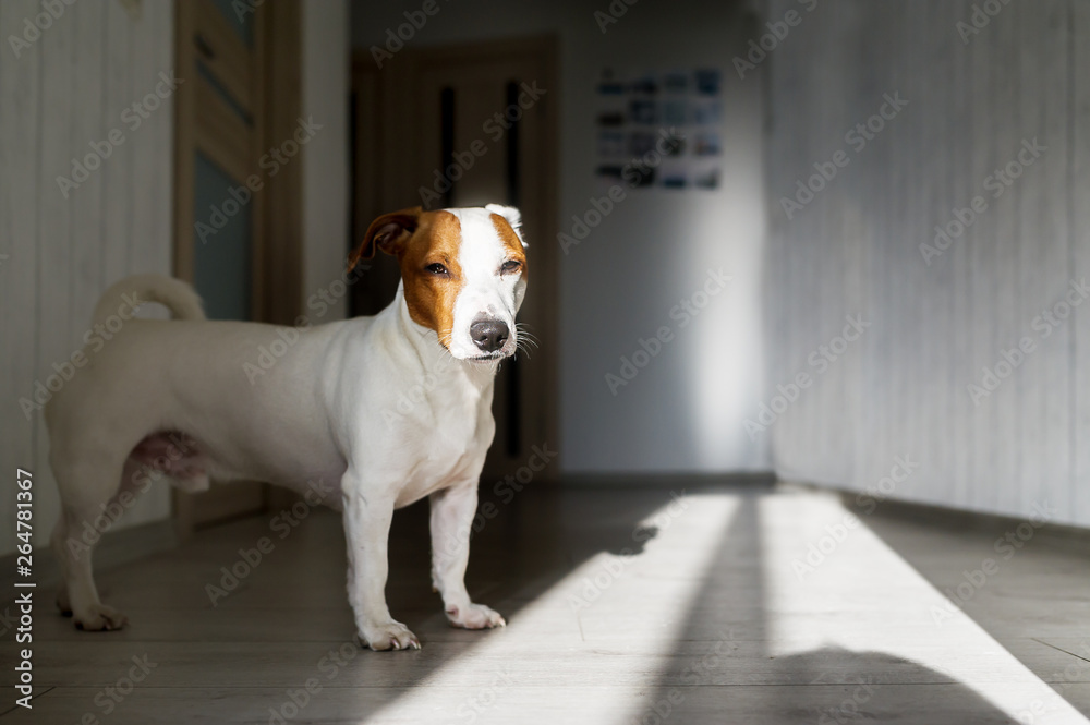 Dog tired standing on floor indoors. Jack russell terrier on floor in sun. Dog tired standing on floor indoors. Jack russell terrier on floor in sun.