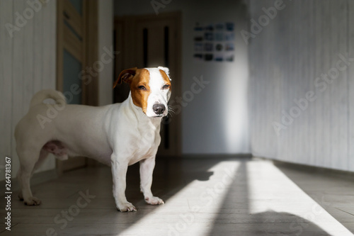 Dog tired standing on floor indoors. Jack russell terrier on floor in sun.