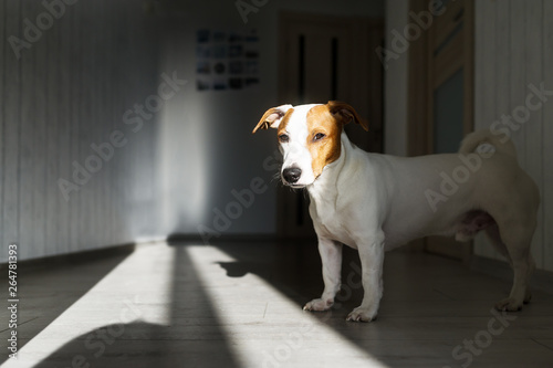 Dog tired standing on floor indoors. Jack russell terrier on floor in sun.