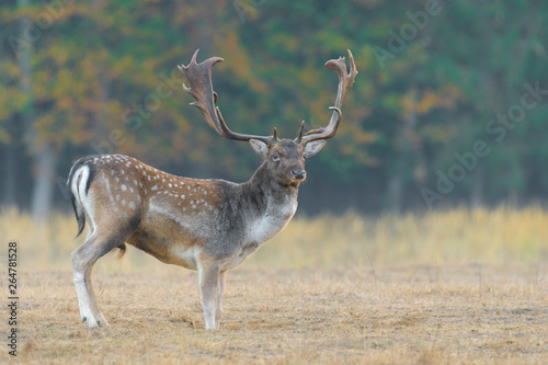 Fallow Deer in Autumn, Cervus dama, Germany, Europe