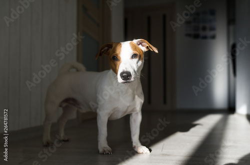 Jack russell terrier in the sunlight and looking. Closeup photo