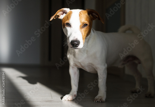 Cute small dog standing on floor and looking curious. Shadows background.