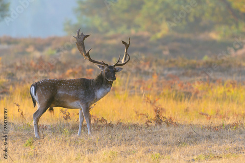 Fallow Deer in Autumn, Cervus dama, Germany, Europe