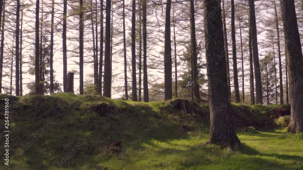Thick Forest with Green Mossy Floor at Sunset Dolly Shot Thick Forest with Green Mossy Floor at Sunset Dolly Shot