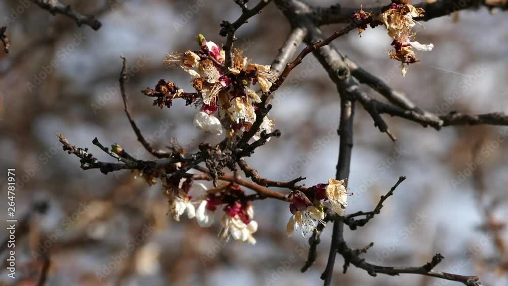 agricultural frost damage to apricot trees, agricultural frost damage to apricot trees,