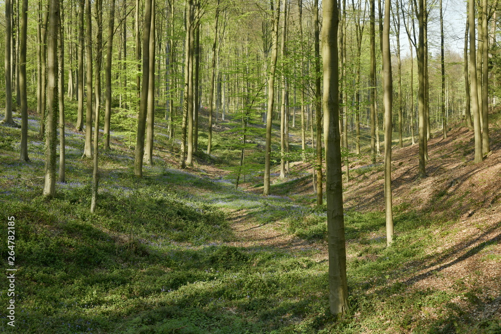 Fototapeta premium L'une des petites vallées couvertes de végétation dans le forêt de hêtres au Hallerbos près de Halle