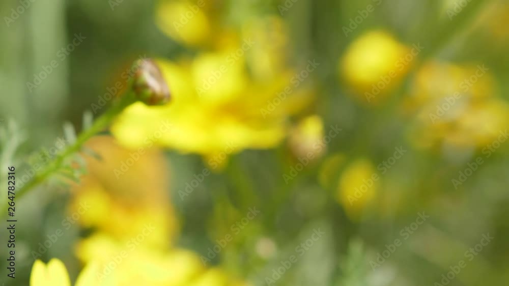 Bee collecting nectar from a yellow flower. Close up macro shot. Slow motion. Bee collecting nectar from a yellow flower. Close up macro shot. Slow motion.