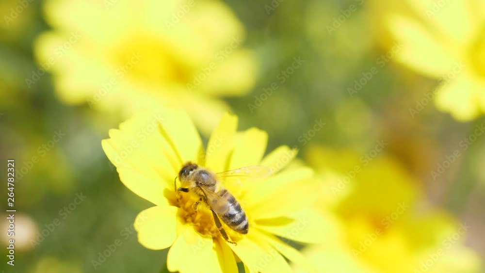 Bee collecting nectar from a yellow flower. Close up macro shot. Slow motion. Bee collecting nectar from a yellow flower. Close up macro shot. Slow motion.