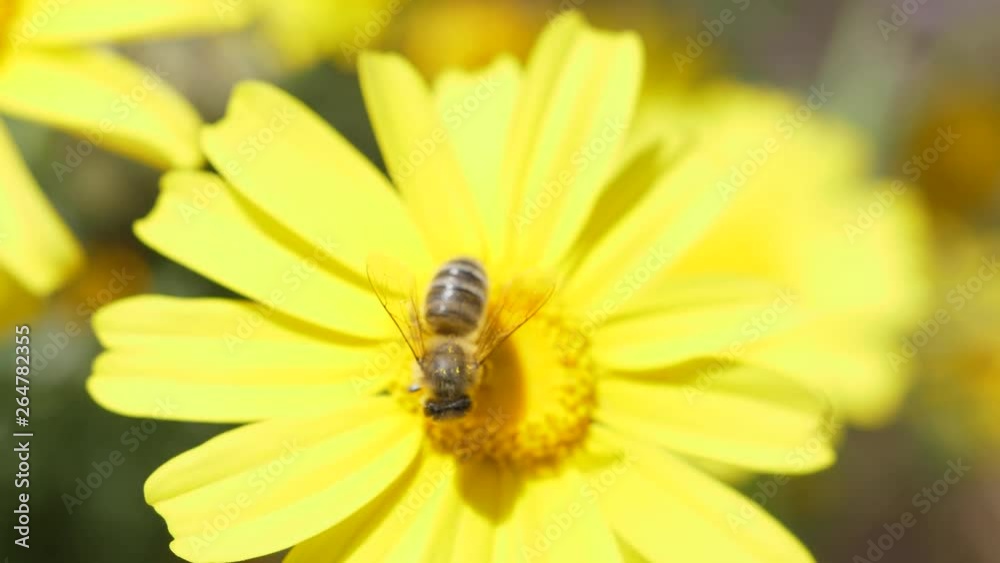 Bee collecting nectar from a yellow flower. Close up macro shot. Slow motion. Bee collecting nectar from a yellow flower. Close up macro shot. Slow motion.
