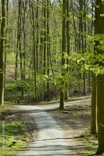 Fototapeta Naklejka Na Ścianę i Meble -  Route de forêt au milieu de la végétation luxuriante de printemps au bois des Capucins à Tervuren