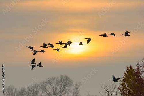 Greylag geese at sunrise  Anser anser  Germany  Europe
