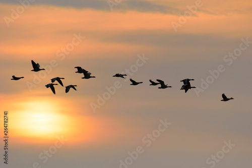 Greylag geese at sunrise, Anser anser, Germany, Europe © Ana Gram