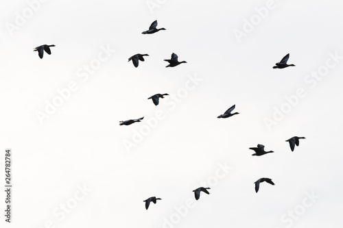 Greylag geese, Anser anser, Germany, Europe © Ana Gram