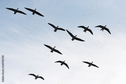 Greylag geese, Germany, Europe