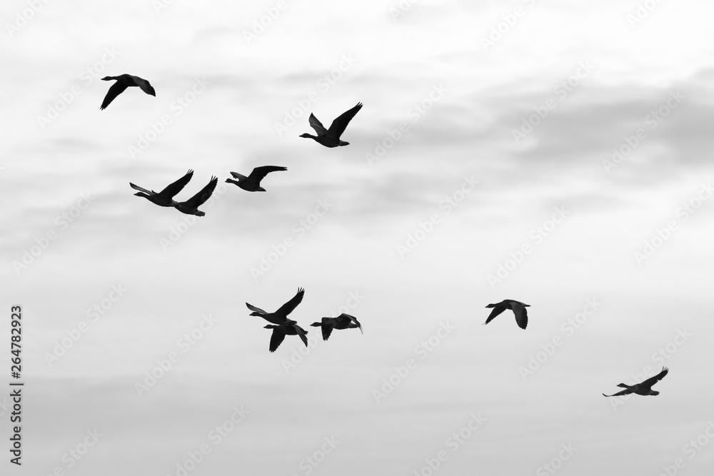 Greylag geese, Germany, Europe