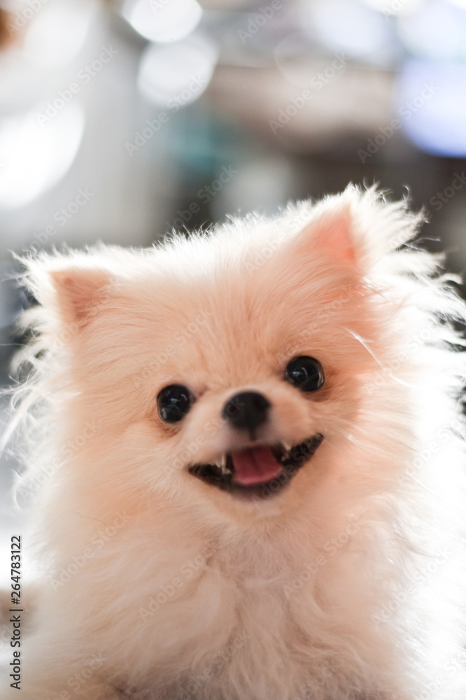 Light brown Pomeranian puppy smiling with bokeh background