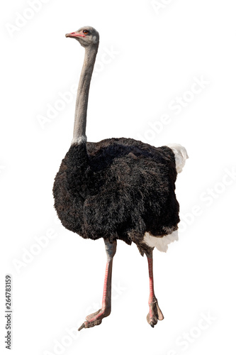 african ostrich isolated on white