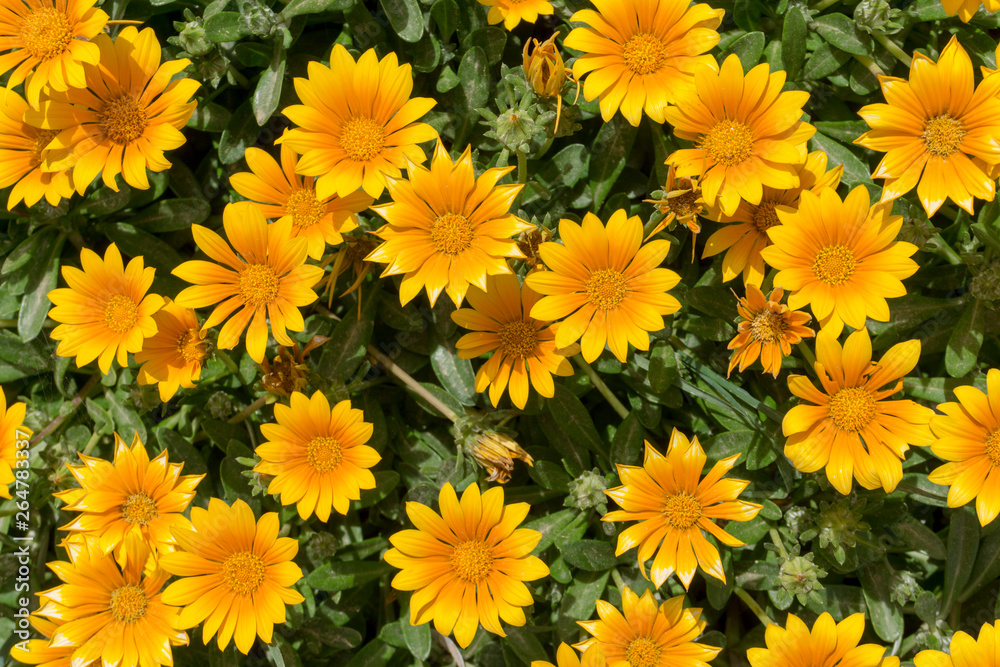 Mediterranean yellow flowers. Asteriscus. Mediterranean yellow flowers. Asteriscus.