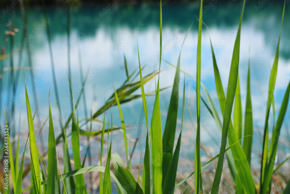 low angle view of fresh grass. freedom and renewal concept low angle view of fresh grass. freedom and renewal concept