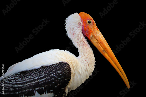 Painted Stork isolated and black background photo