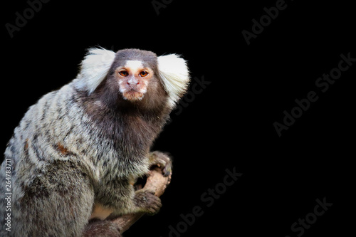 Tableau sur toile marmoset monkey and black  background