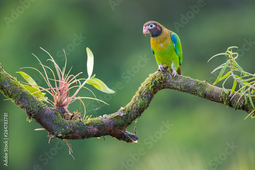 Brown-hooded Parrot (Pionopsitta haematotis) on a perch photo