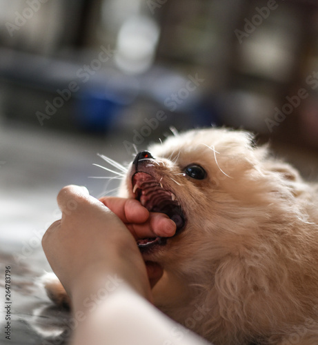 Light brown Pomeranian puppy biting a hand of human in marble floor room in bokeh background