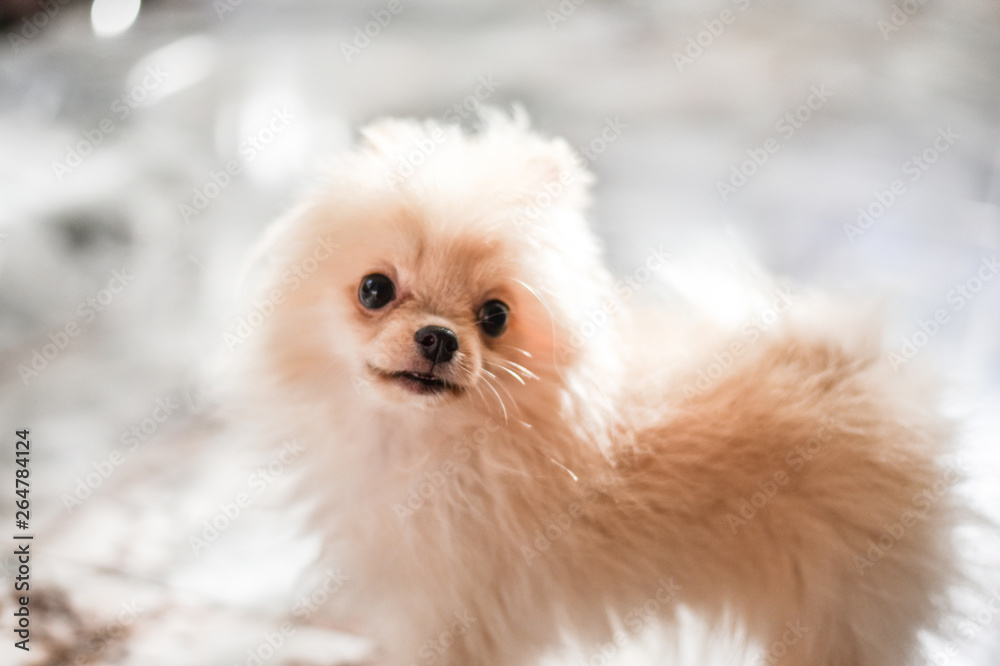 Light brown Pomeranian puppy looking to camera in marble floor room in bokeh background Light brown Pomeranian puppy looking to camera in marble floor room in bokeh background