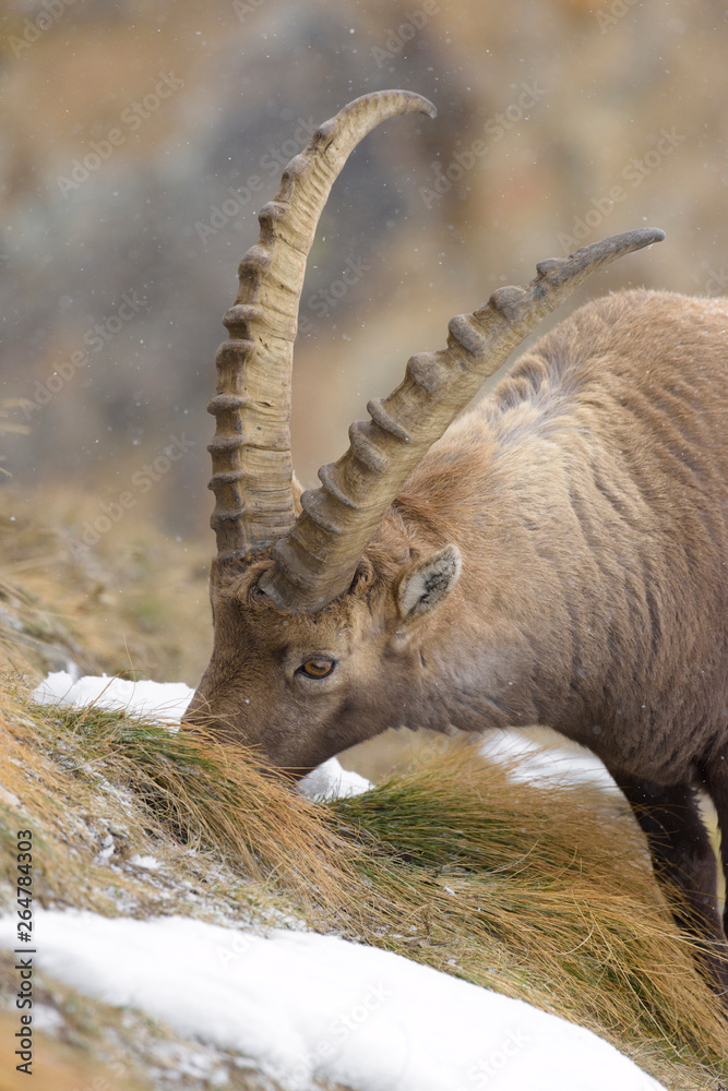 Alpine Ibex, Capra ibex, Male, Gran Paradiso National Park, Alps, Italy, Europe