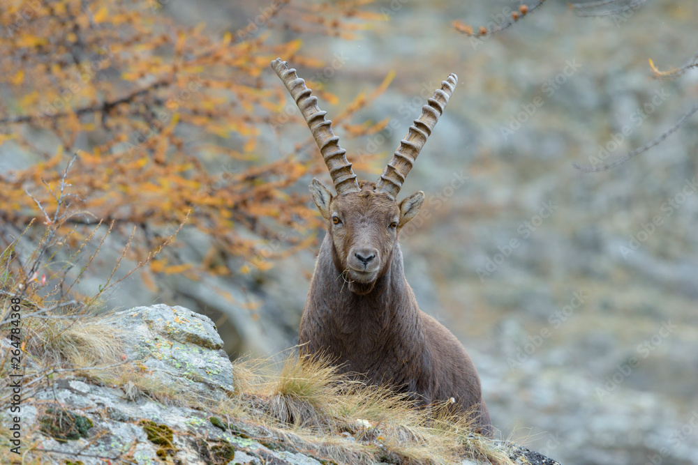 Alpine Ibex, Capra ibex, Male, Gran Paradiso National Park, Alps, Italy, Europe