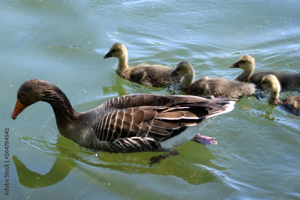 Obraz premium Graugans mit Küken