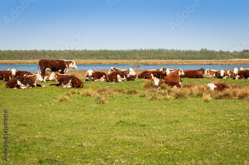 Red colored holstein frisian cows in the nature reserve Fochteloerveen in the Netherlands photo
