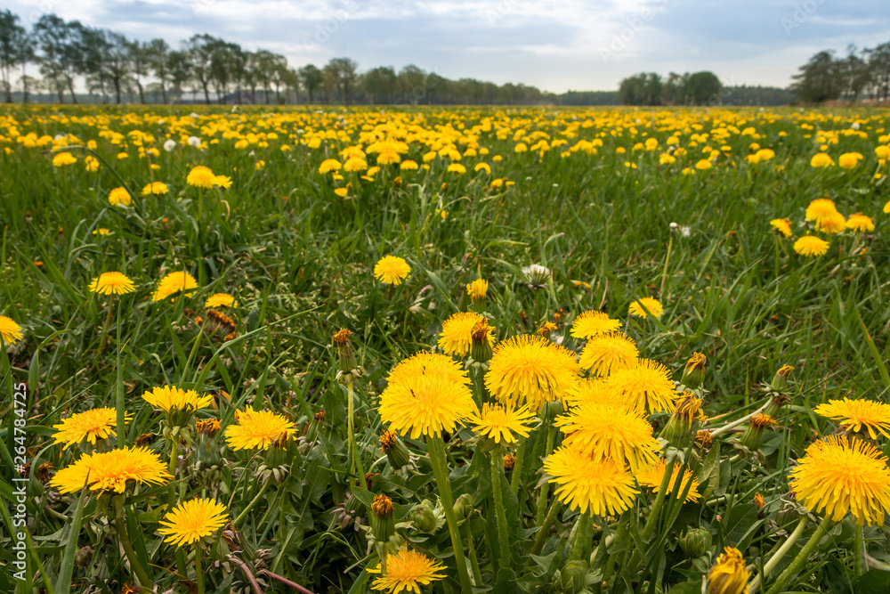 field of dandelions in the Netherlands, province Overijssel field of dandelions in the Netherlands, province Overijssel