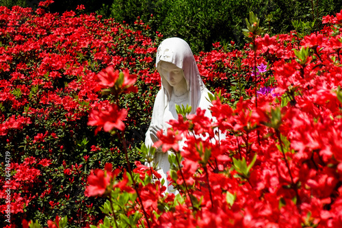 Fototapeta Naklejka Na Ścianę i Meble -  Beautiful flowers in full bloom and Virgin Mary statue