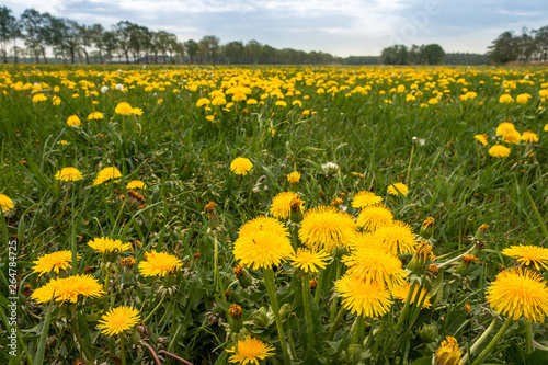 field of dandelions in the Netherlands, province Overijssel