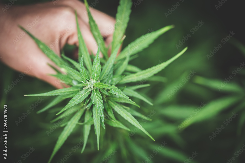 Woman's hand holding a young growing cannabis marijuana leaf inside a green house. Marijuana care concept Woman's hand holding a young growing cannabis marijuana leaf inside a green house. Marijuana care concept