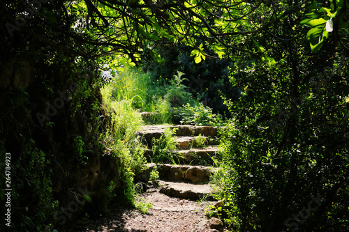 Road and stone stairs in magical and mysterious dark forest. Fairy tale concept