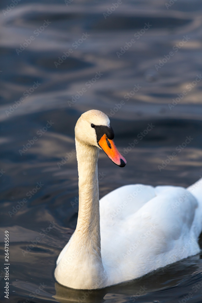 Obraz premium Close-up portrait of a white Swan on the water.