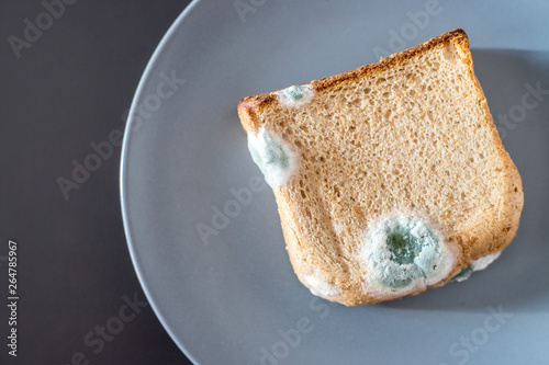 Canvas Print Rotten food: Moldy toast slices on a plate.