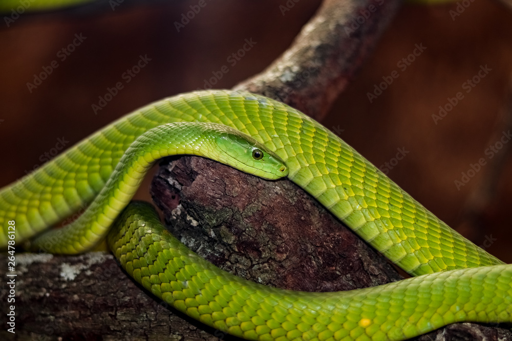 Green Mamba in Snake's World near Harare, Zimbabwe Green Mamba in Snake's World near Harare, Zimbabwe