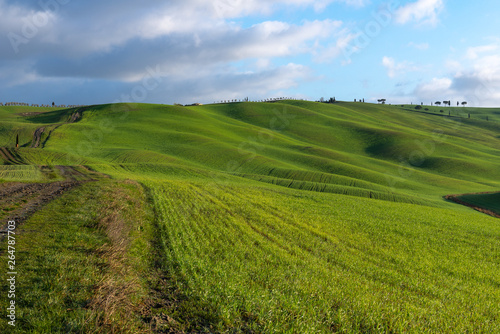 Green rolling hills near San Quirico d Orcia  Tuscany  Italy