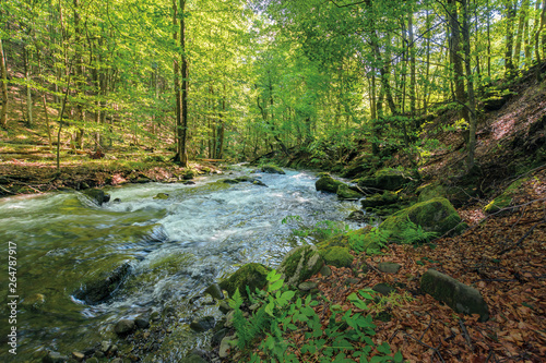 wild rapid river in the ancient beech forest. stones covered in moss on the shore of a powerful water flow. beautiful nature background. refreshing summer scenery