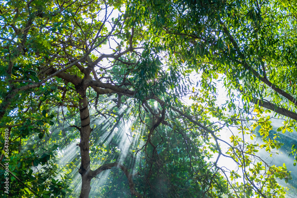Fototapeta premium Beautiful sunlight rays shining through the trees