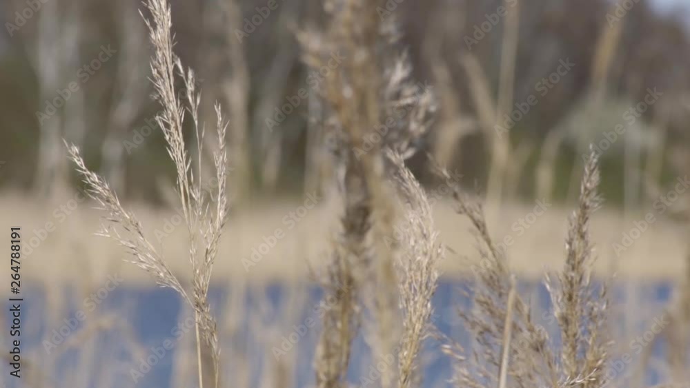Wind blowing and moving European reed forest at lake slow motion fullHD Wind blowing and moving European reed forest at lake slow motion fullHD